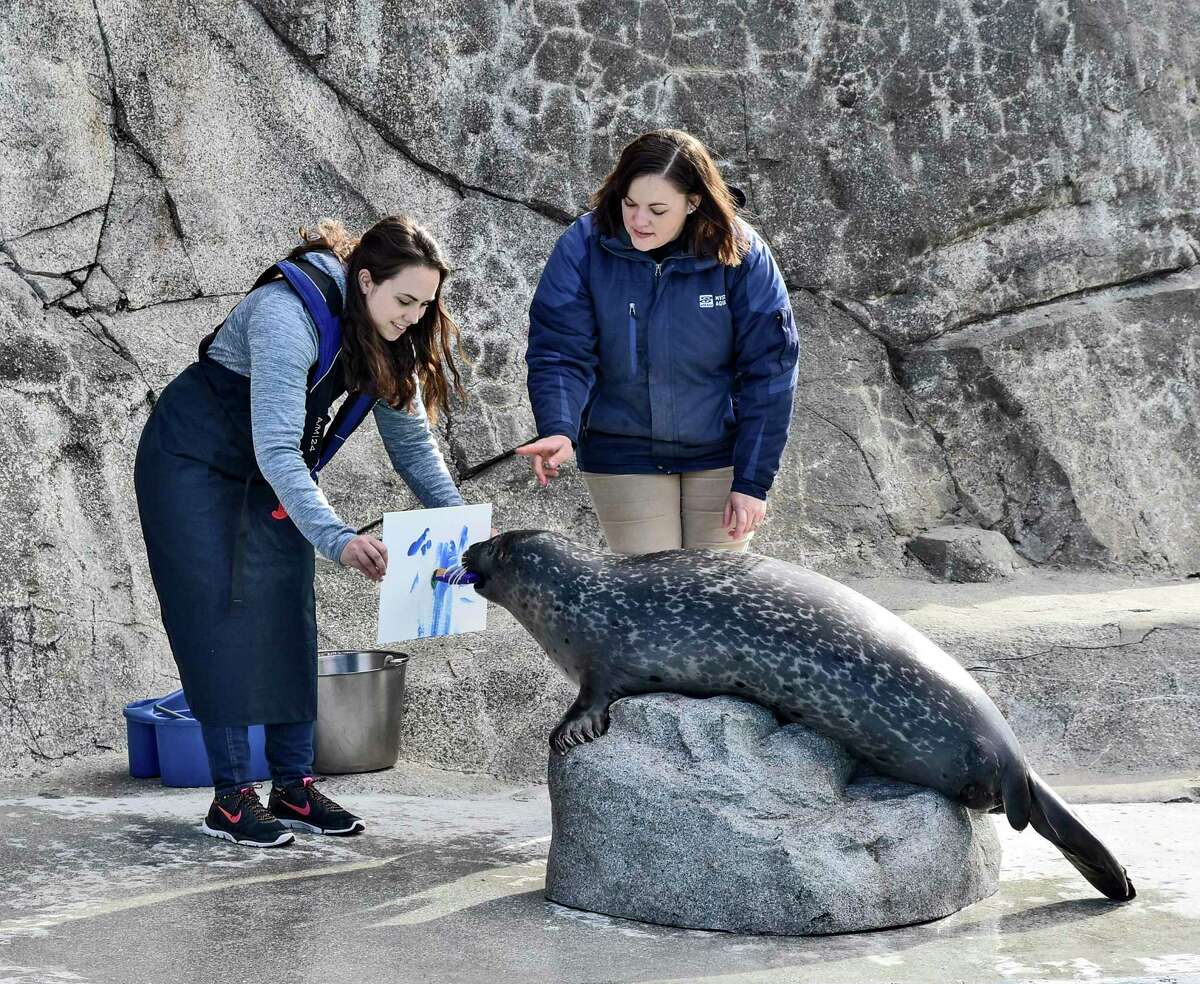 Mystic Aquarium offers seal painting programs.