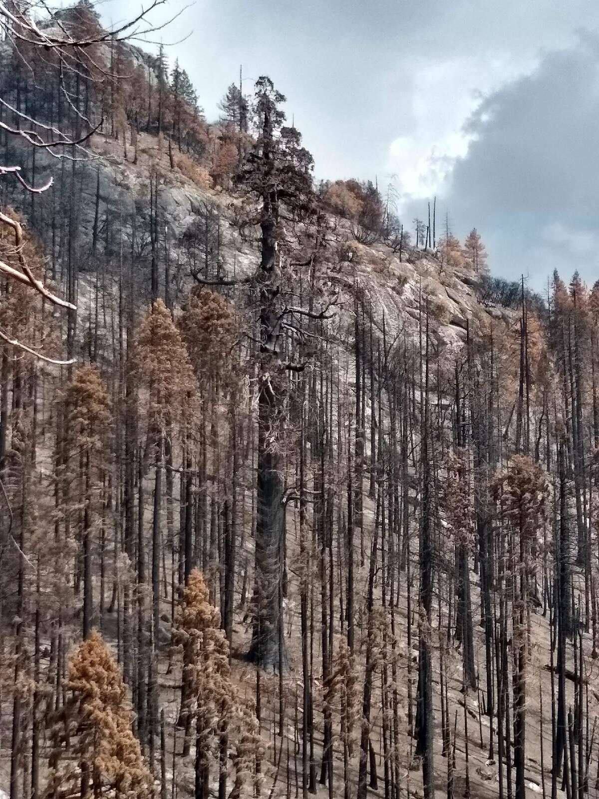 Superhot California wildfire wiped out 10 of world’s sequoia trees