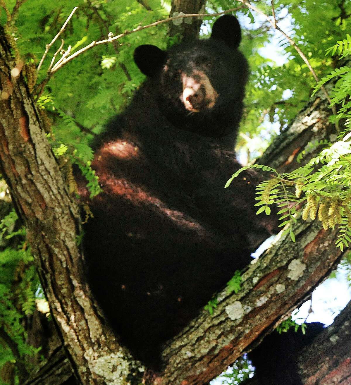 A bear was found in a tree along West Wooster Street in Danbury, Conn., on Tuesday, June 4, 2013.