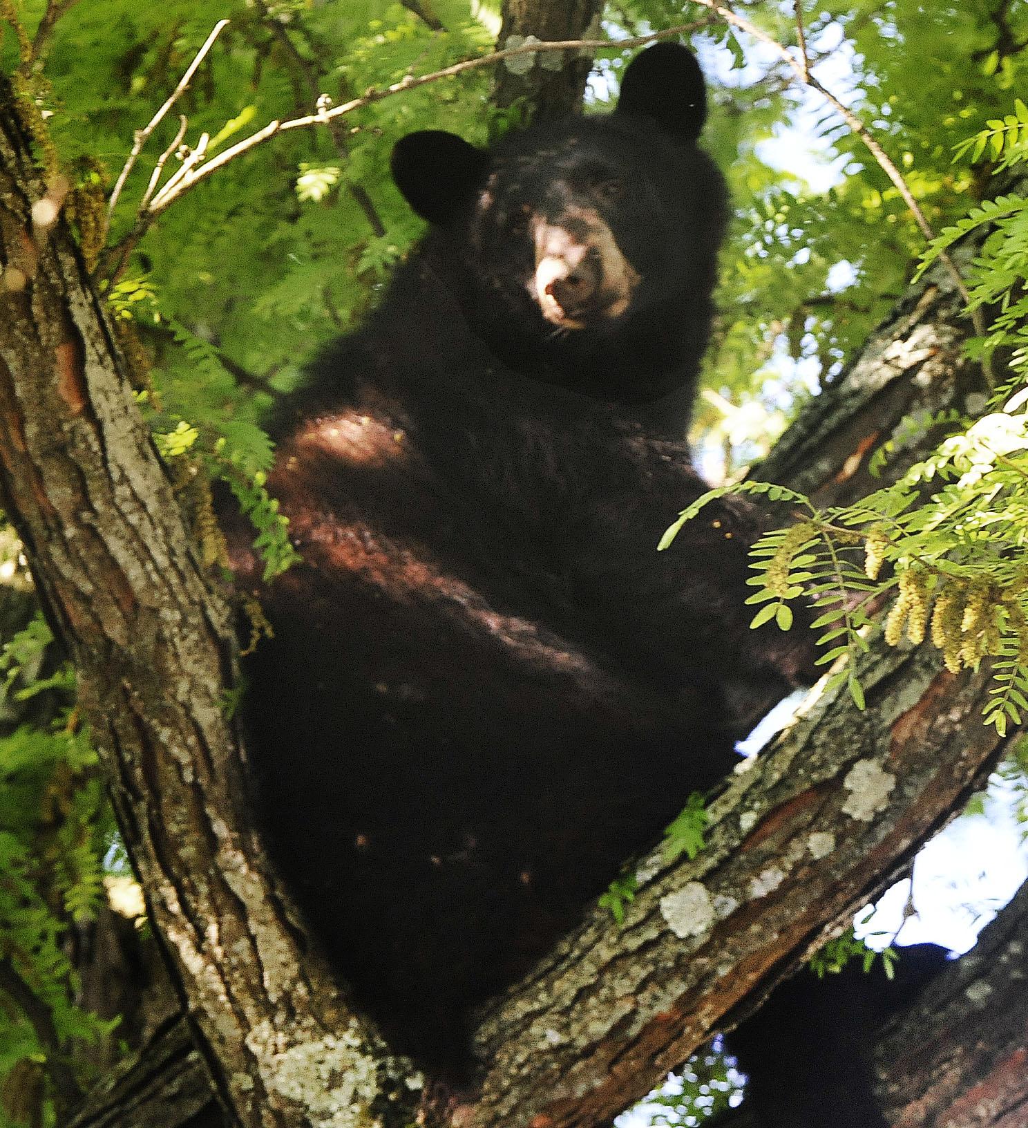 Why one bear won't leave Trumbull and what residents should do - Vimarsana News