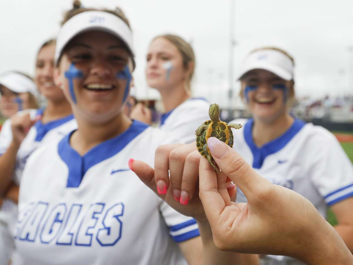 Barbers Hill players bring out the teamâs unofficial mascot, a turtle named âFrank the Tankâ before the teamâs Class 5A state semifinal game, Friday, June 4, 2021, in Leander.