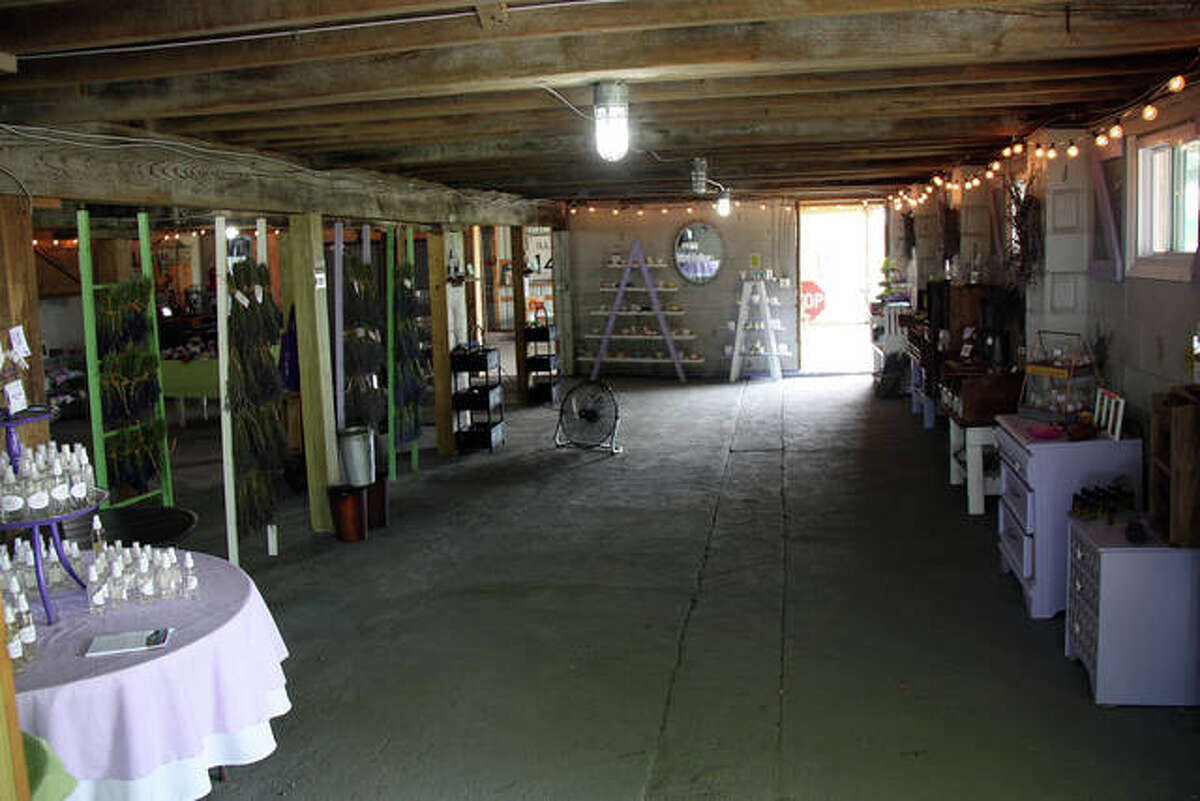 Lavender farm opens near Edwardsville