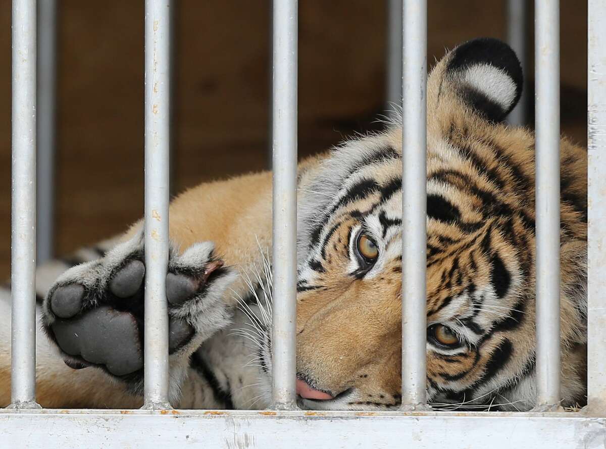 India, a 9-month-old tiger, looks out from his traveling cage at BARC in Houston as he is prepared to head to Cleveland Amory Black Beauty Ranch on Sunday, May 16, 2021. India was surrendered by its owner, about a week after it was spotted loose in a Houston neighborhood.