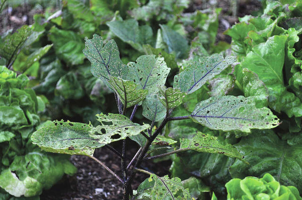 An eggplant was damaged by flea beetles, tiny black beetles that pock leaves of many kinds of plants with holes.