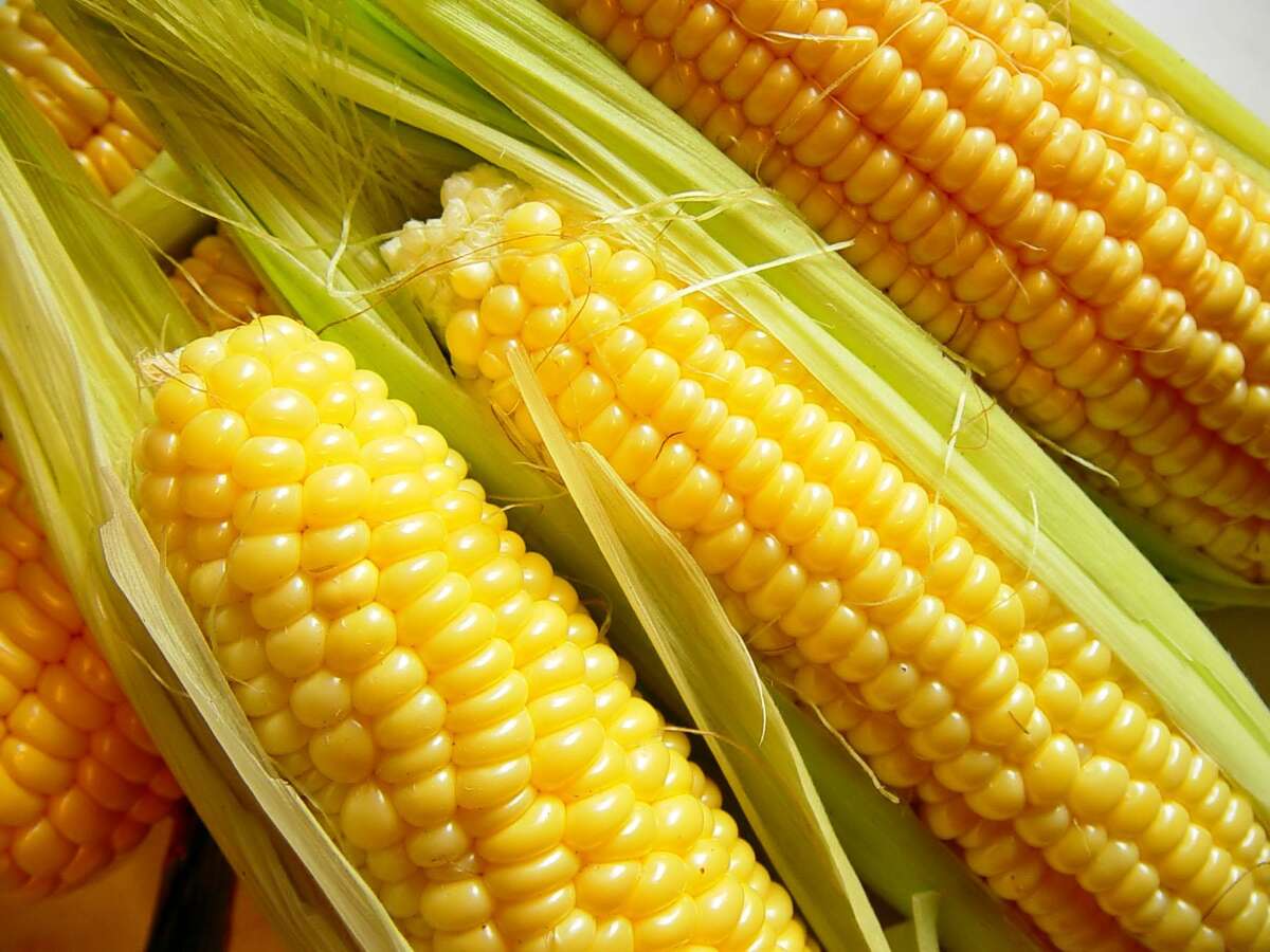 Sweet corn will lose much of its sugar within a few days of picking.