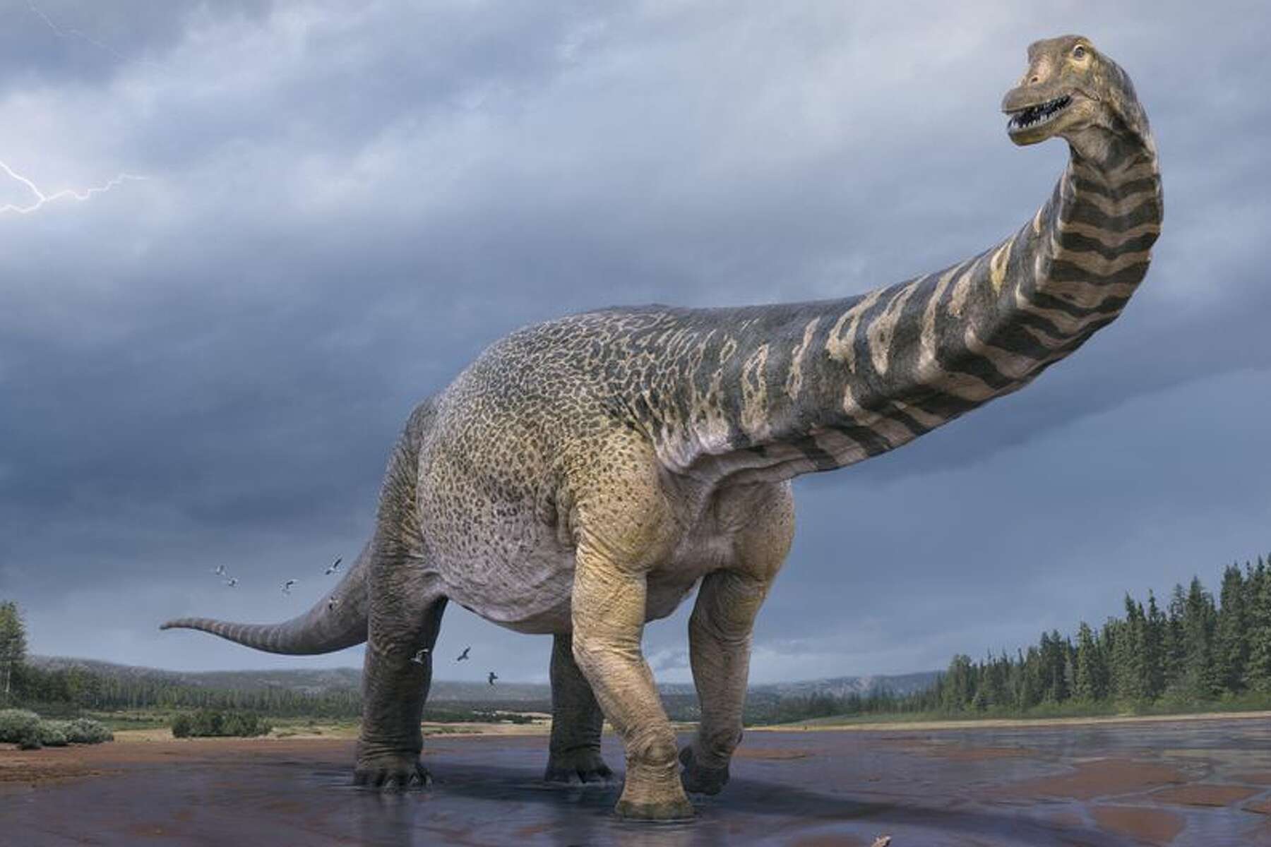 One of the biggest dinosaurs to ever walk the Earth discovered in Australia One of the biggest dinosaurs to ever walk the Earth discovered in Australia