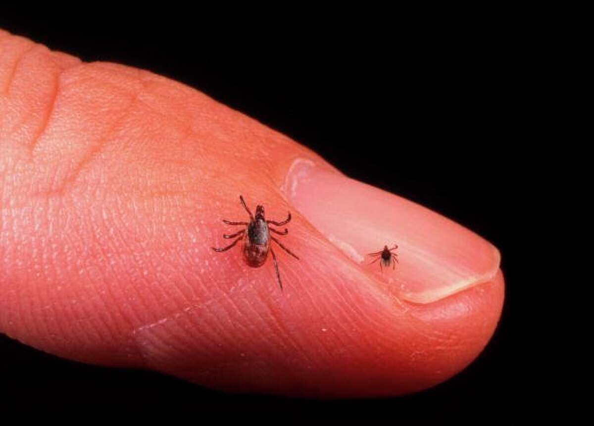 The blacklegged tick carries Lyme and other diseases and can transmit them to people and pets by biting them. (Courtesy Photo/Getty Images)