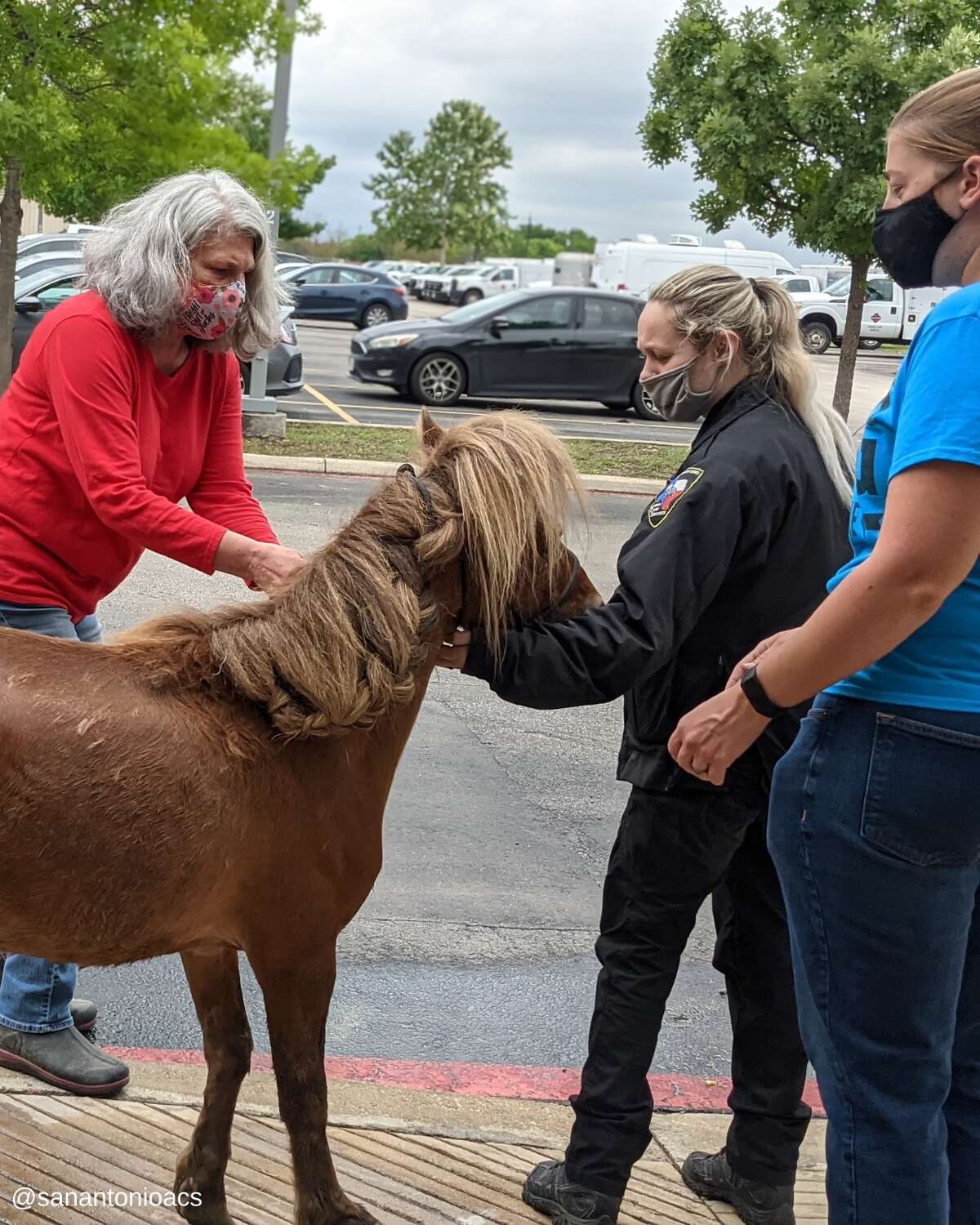 On Monday, ACS posted on its Facebook page that its offers recused a pony named Churro after a pack of dogs injured him. 