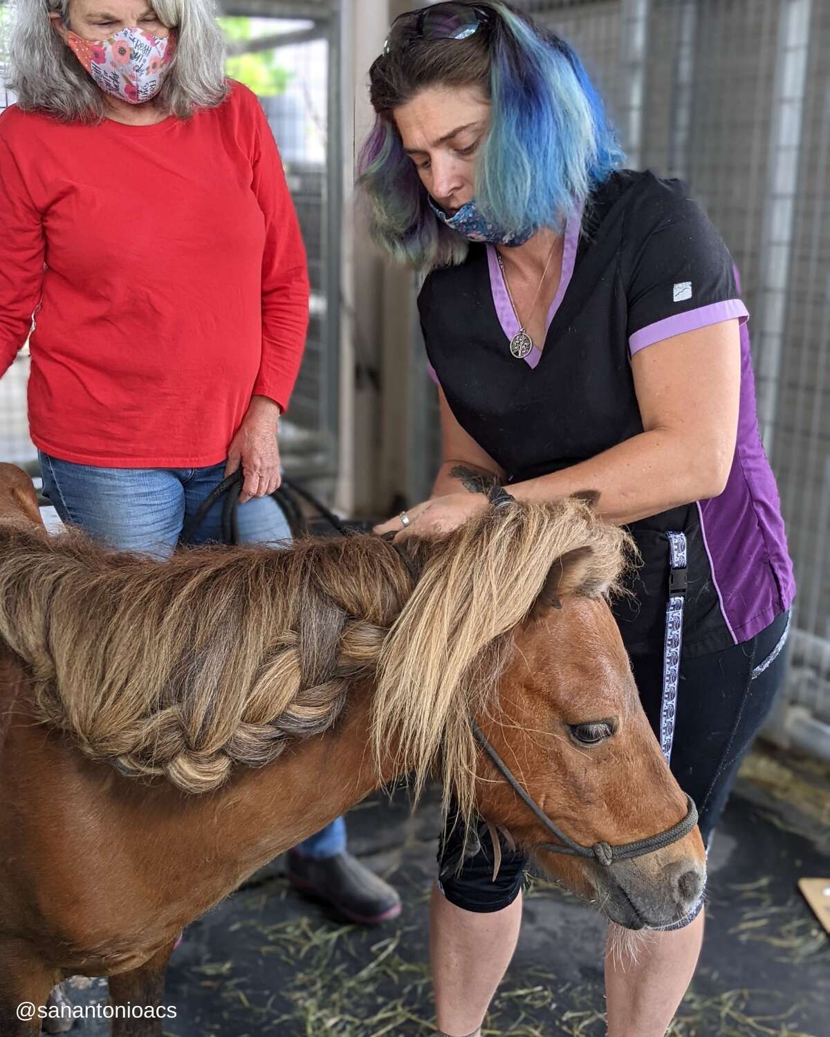 The Animal Care Services recently rescued a pony that looks like the precious Li'l Sebastian from the iconic television series "Parks and Recreation."  