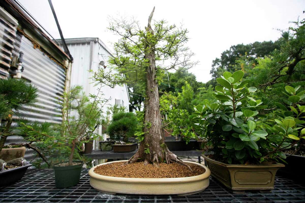 Bonsai Tree