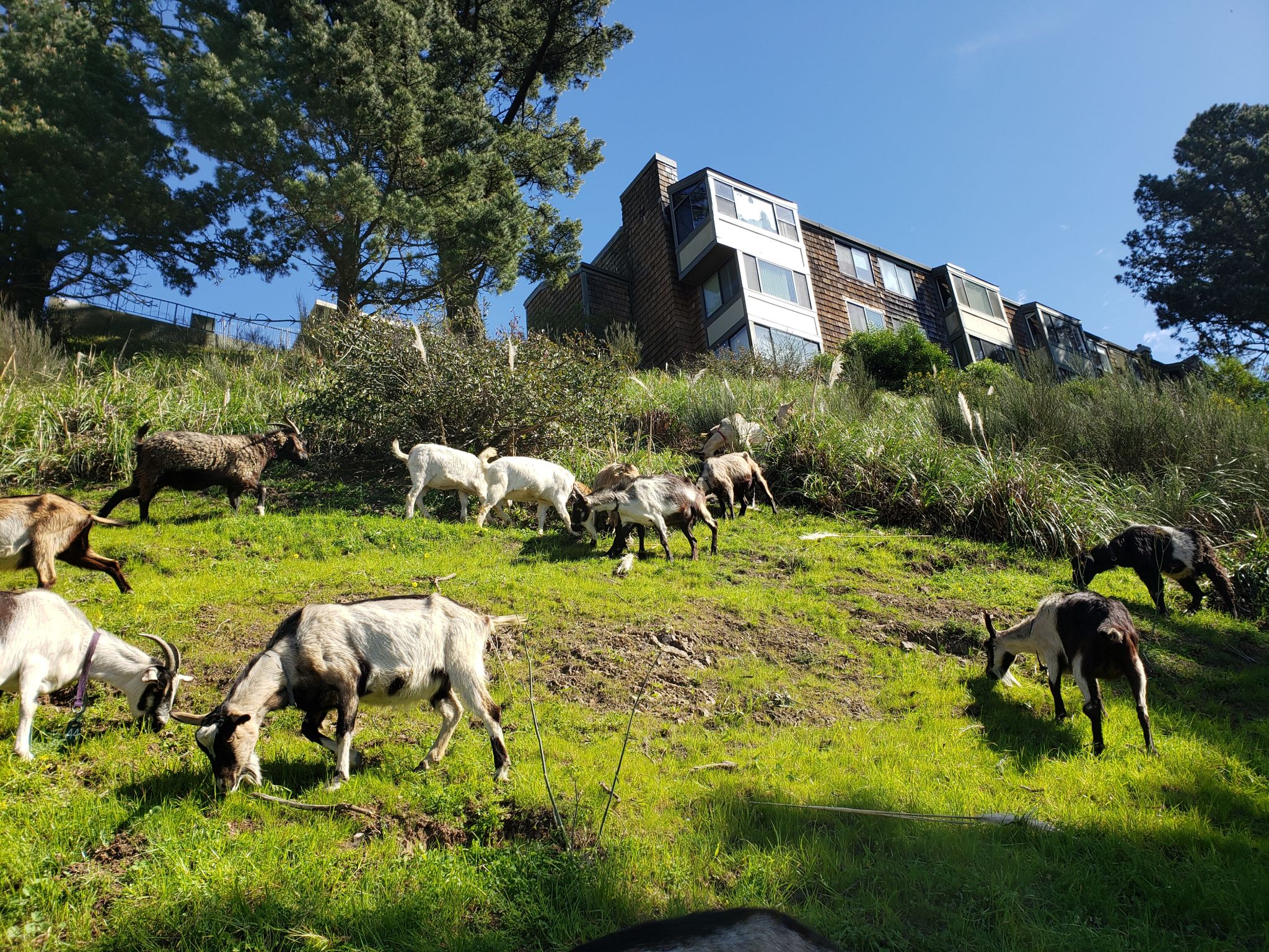 What happened to the Goat Lady of San Francisco's Potrero Hill?