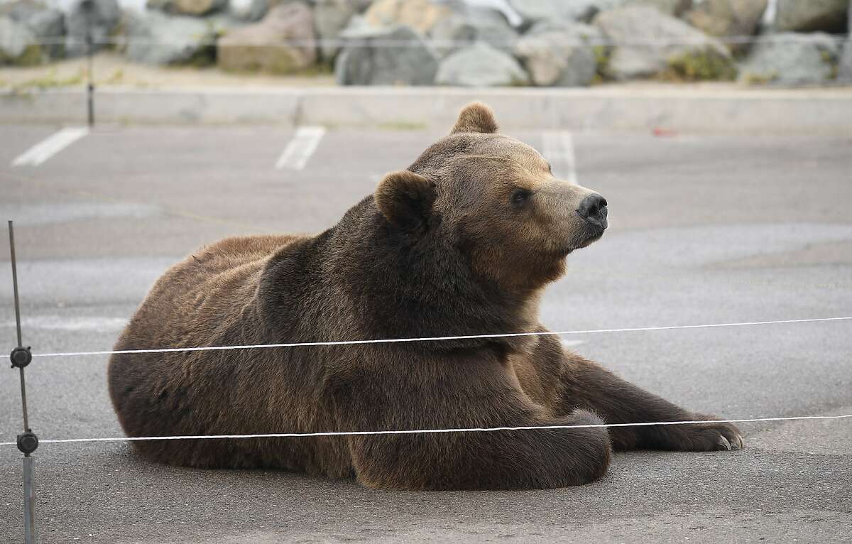 Tag, a Kodiak bear, is making appearances alongside gubernatorial candidate John Cox.