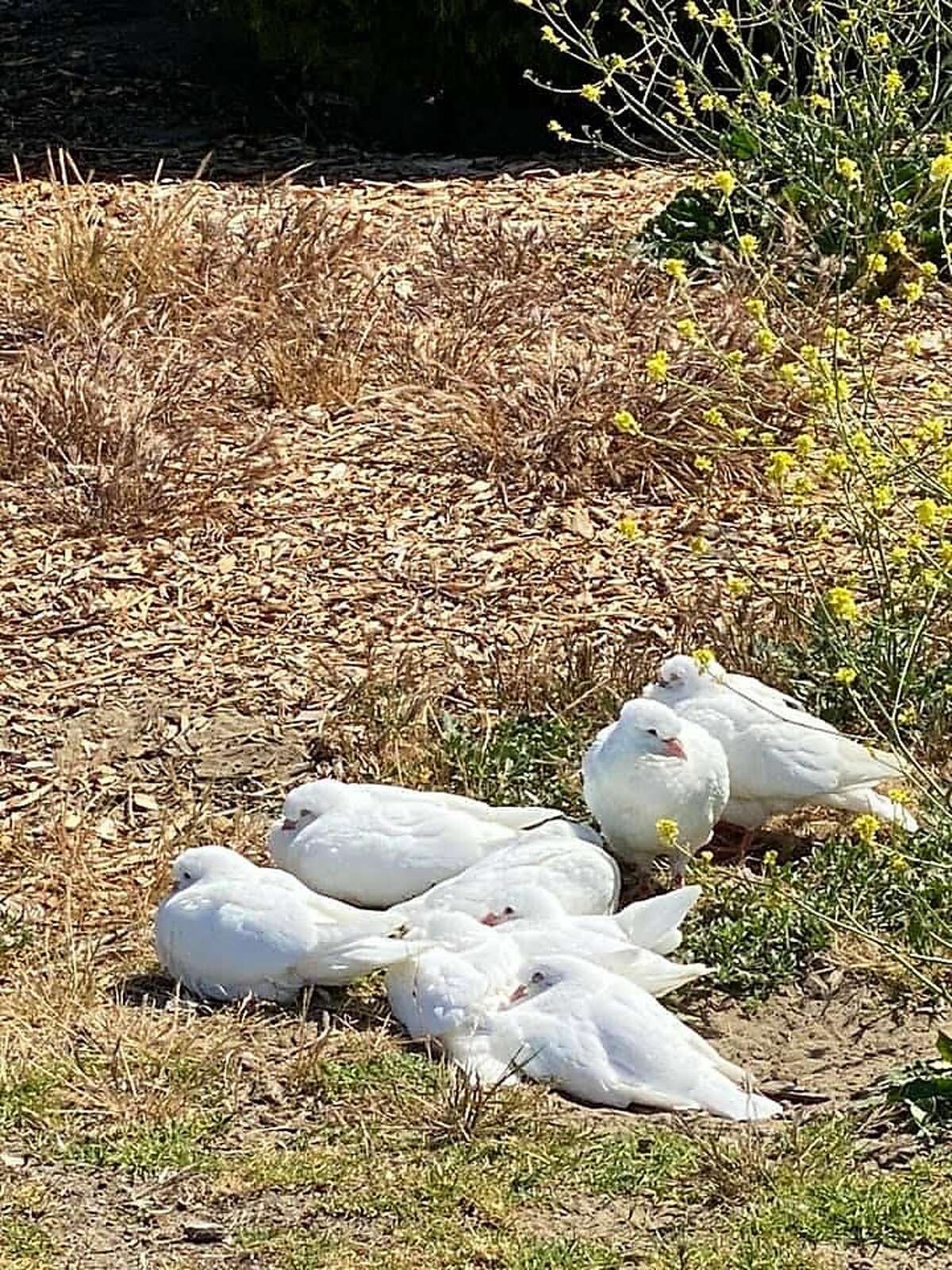Eight domesticated baby king pigeons were rescued last week on Bay Farm Island in Alameda.