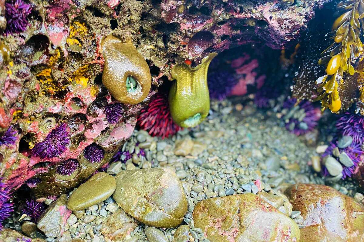 These urchins and anemones are almost always beneath the sea, but a rare negative tide left them out of water in May 2021.
