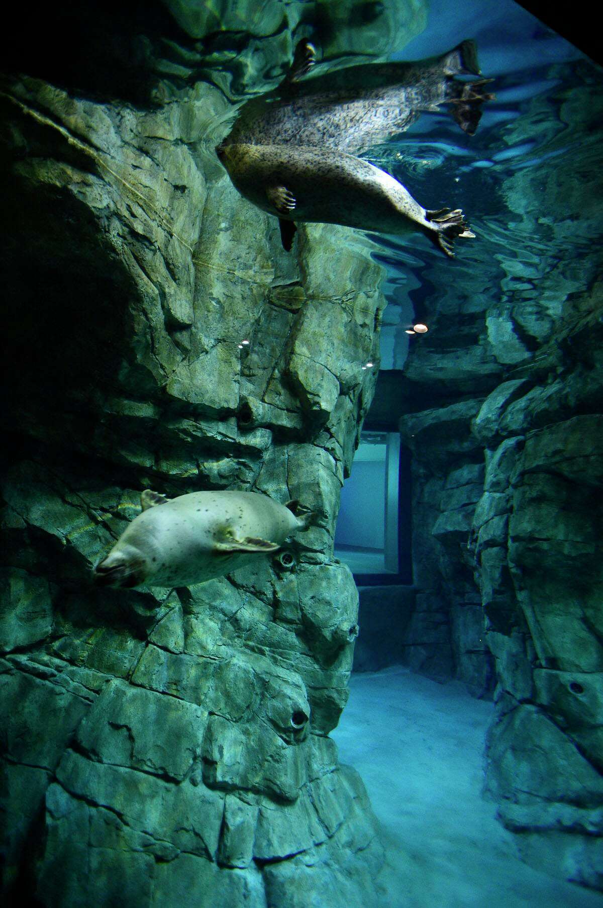 Norwalks Maritime Aquarium Debuts Its Largest Ever Seal Exhibit