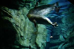 Maritime Aquarium welcomes two new blind seals from New Mexico