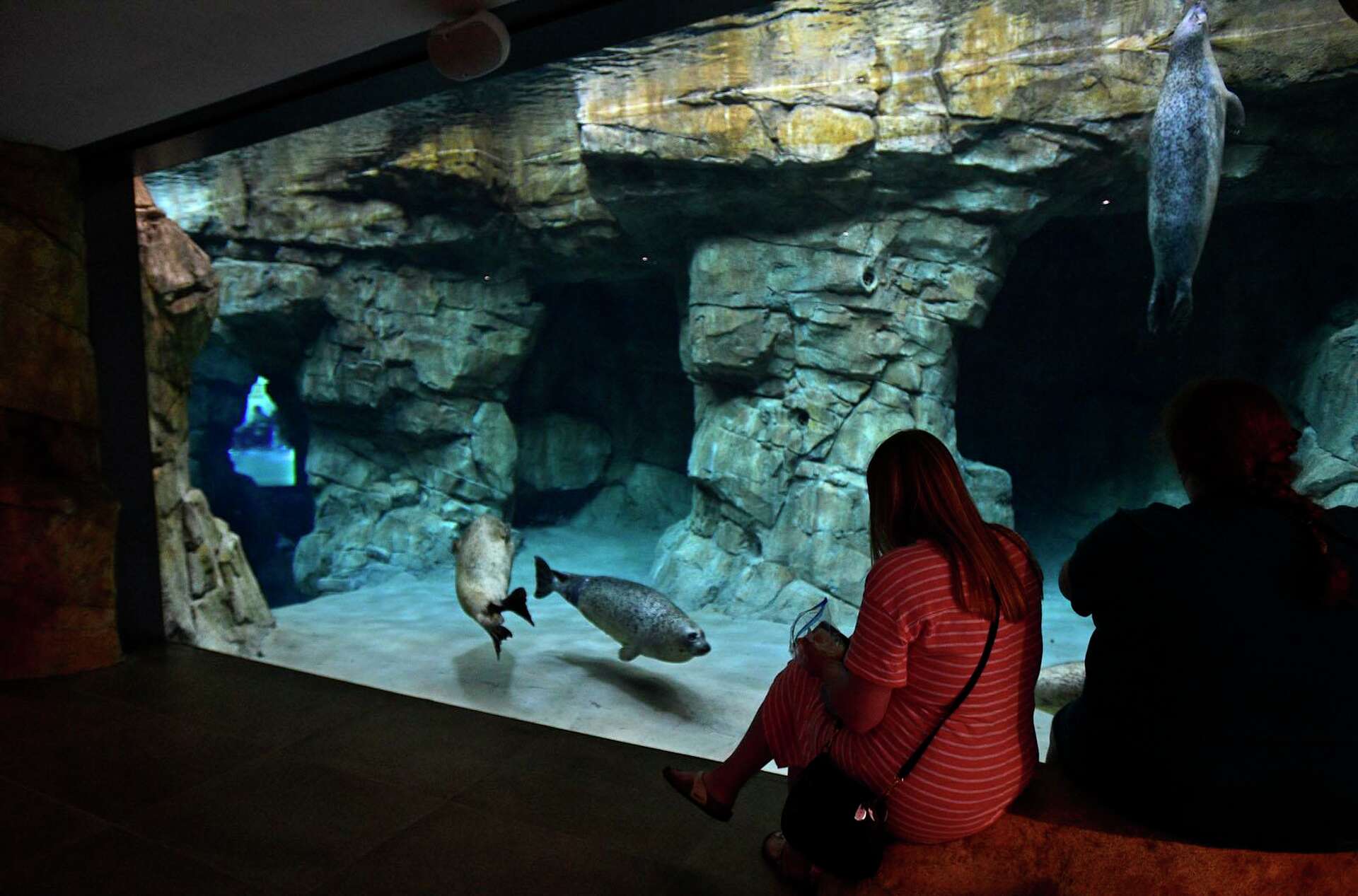 Norwalks Maritime Aquarium debuts its largest-ever seal exhibit