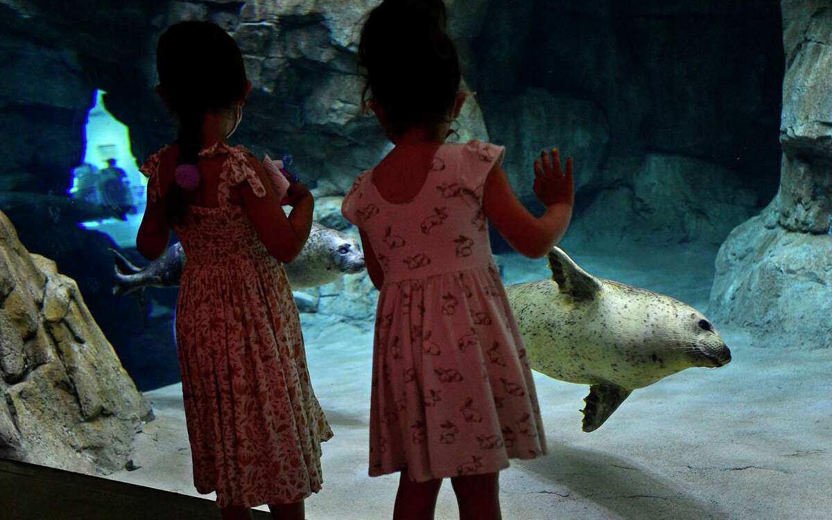 Norwalk's Maritime Aquarium debuts its largestever seal exhibit
