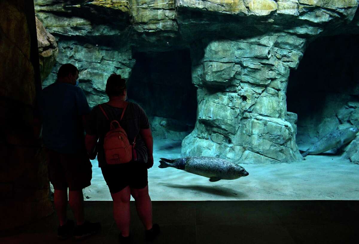 Norwalk's Maritime Aquarium debuts its largestever seal exhibit