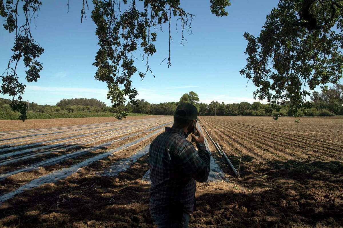 Gabriel Castañeda looks out over his field on his family farm outside Santa Rosa.