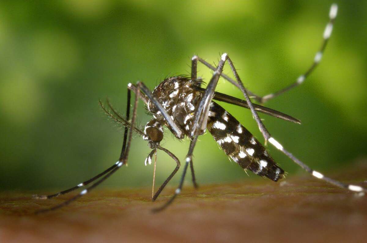 Shown here is an adult female Aedes albopictus mosquito before a blood meal.