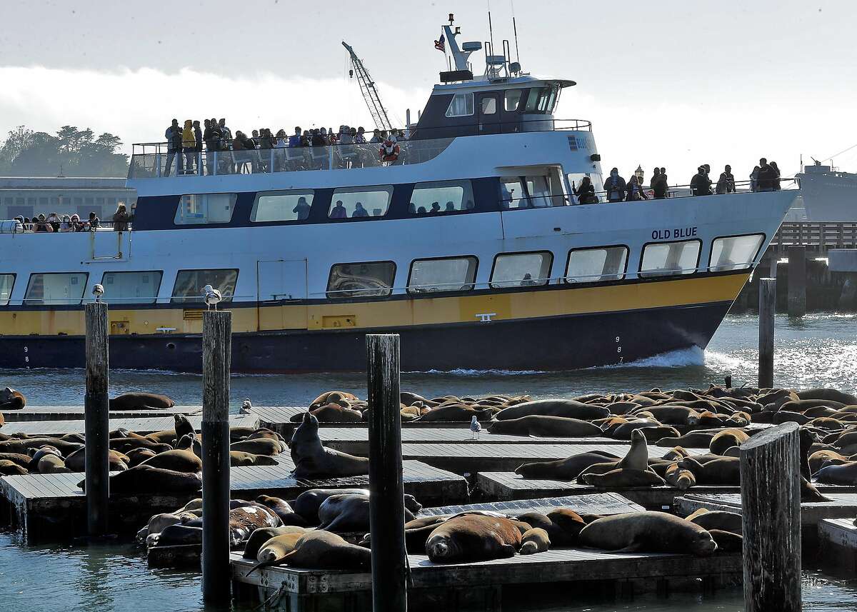 The sea lions lay on the docks at Pier 39 as the toursits move by on the Blue and Gold fleet ferry boat the Old Blue in San Francisco, Calif., on Monday, May 24, 2021. Tourism has begun to pick up again in San Francisco in advance of the travel season as the city’s reopening has offered people the chance to visit with little fear of infection of COVID-19.