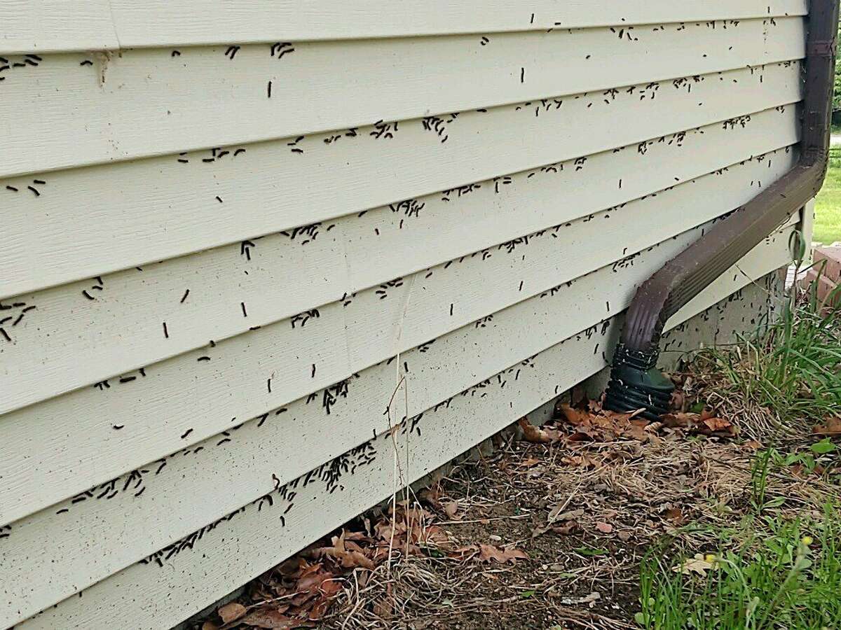 Gypsy moths invade Morton Township man's property