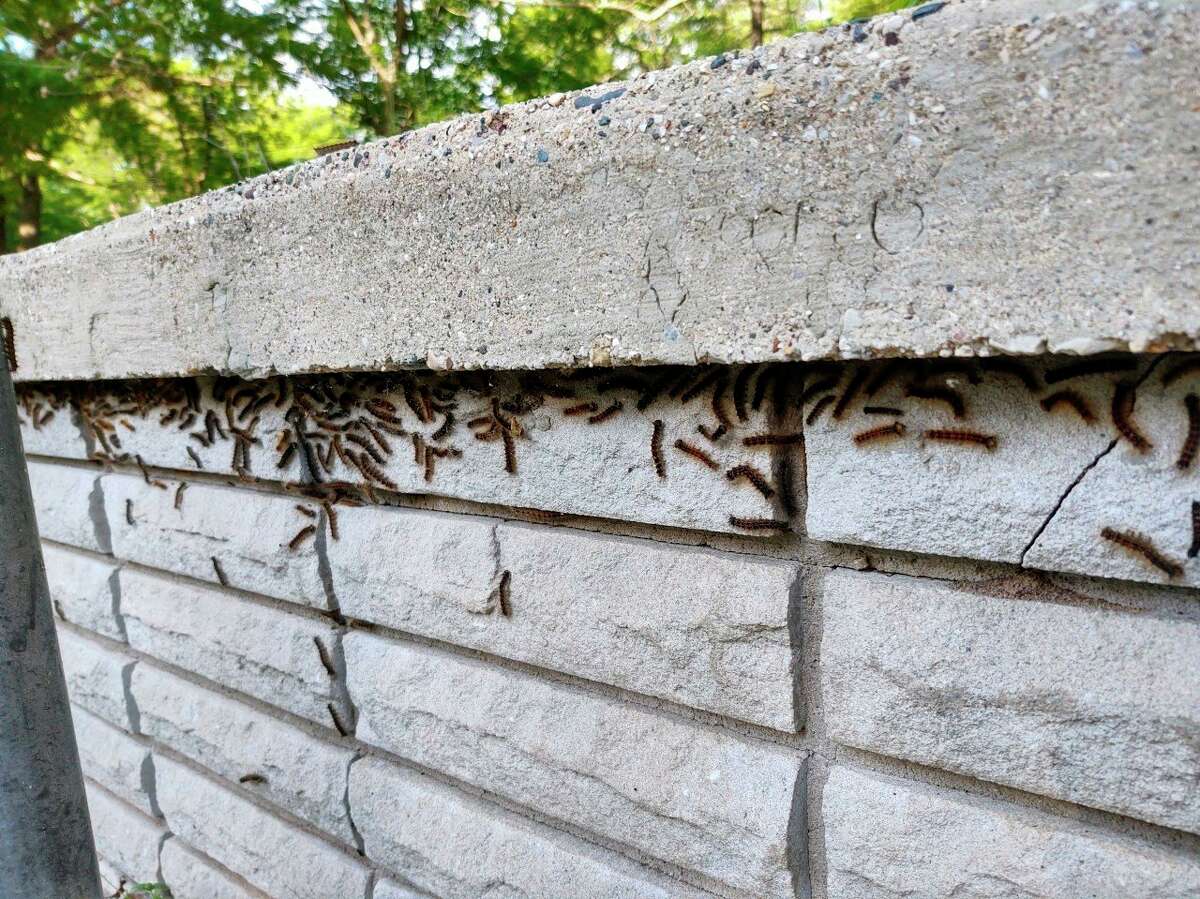 Gypsy moths invade Morton Township man's property