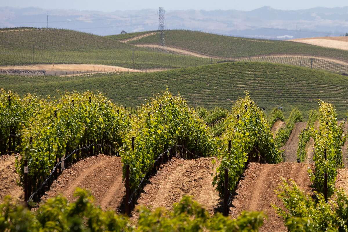 Rows of vines at Hudson Ranch Vineyards in Napa Valley.