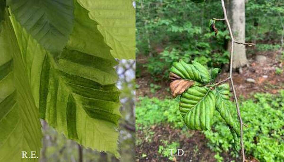 jellycat beech leaf
