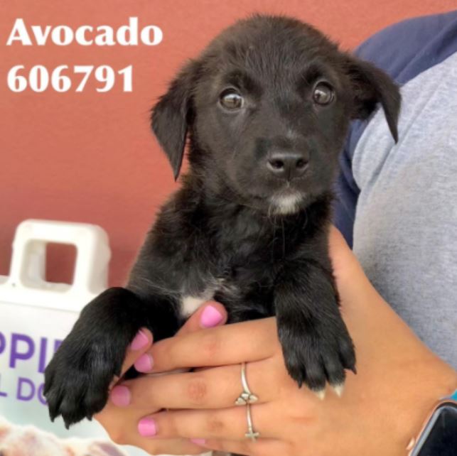 San Antonio shelter running adoption special for puppies at risk San Antonio shelter running adoption special for puppies at risk