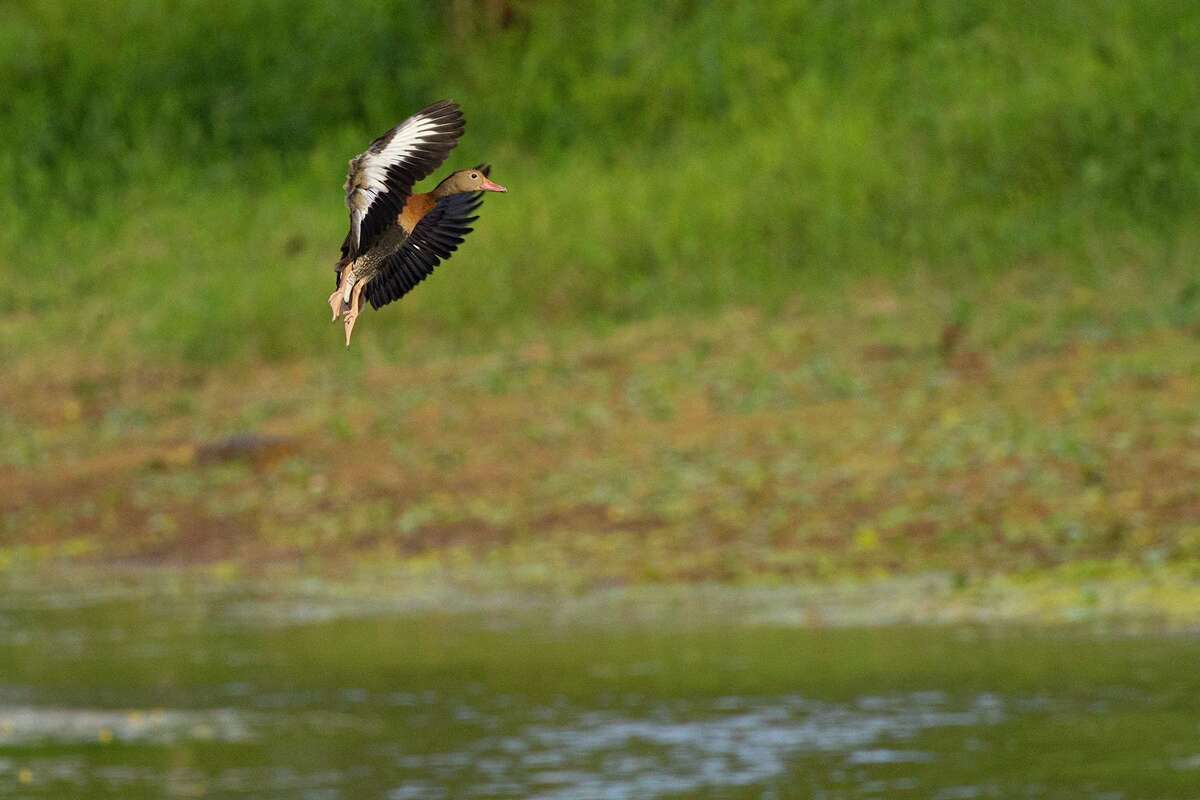 Odd-looking black-bellied whistling ducks move to Houston