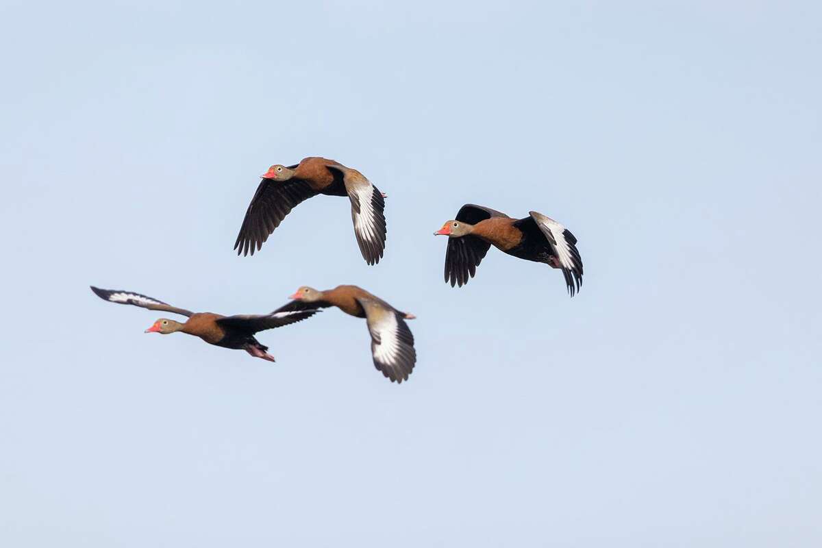 Black-bellied whistling-ducks display white forewings topside when they fly. Photo Credit: Kathy Adams Clark. Restricted use.