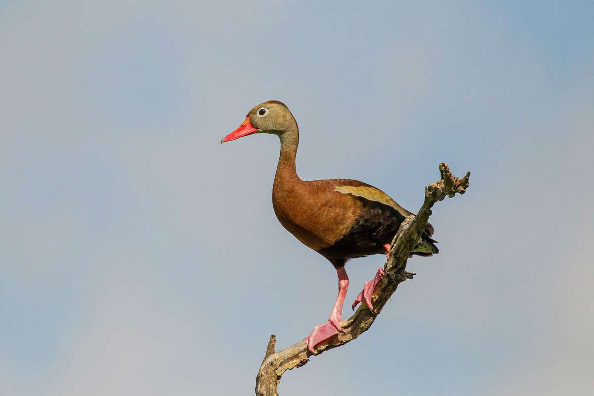 Odd-looking black-bellied whistling ducks move to Houston