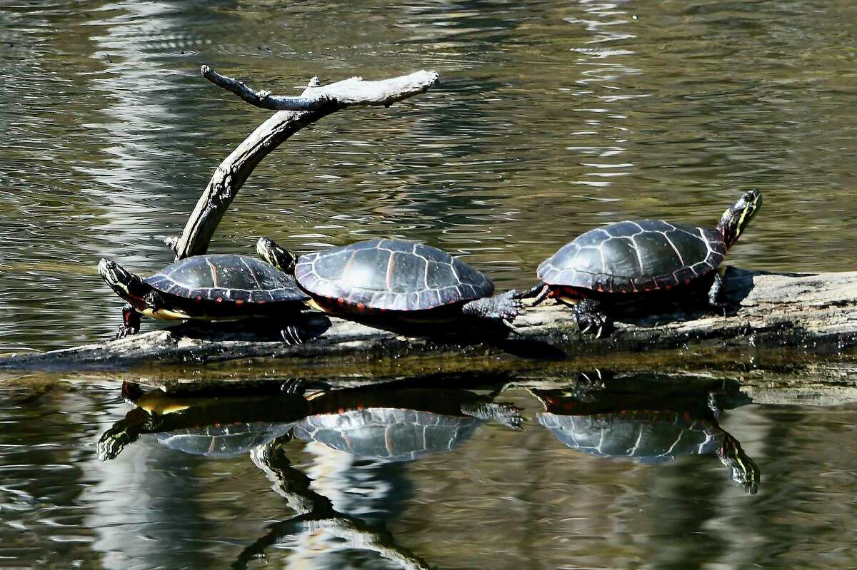 The Manistee Camera and Photo Art Club wrapped up its season recently. Several favorites -- like "Turtles" by Ann Burrell -- were chosen from club members who shared images over the last three months during a meeting. (Courtesy photo/Ann Burrell)