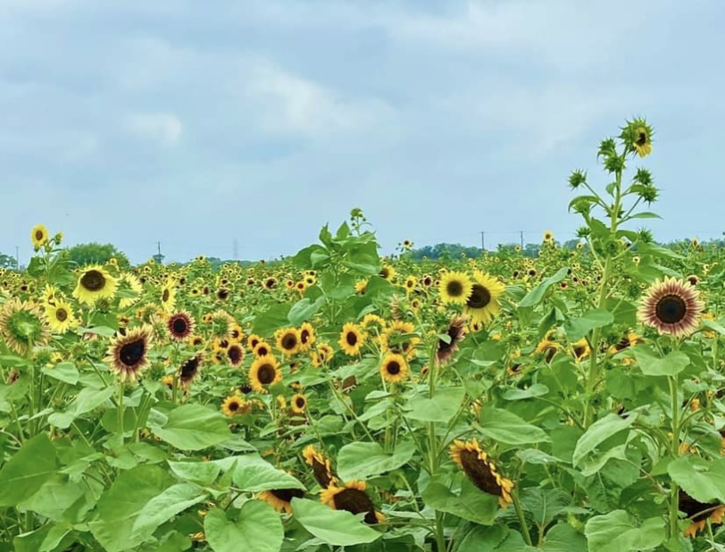 Here's a peek of the Sunflower Field at Trader's Village in San Antonio