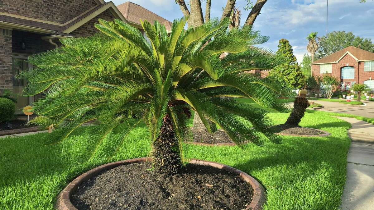 Ancient sago palms are resilient, slow and sexy