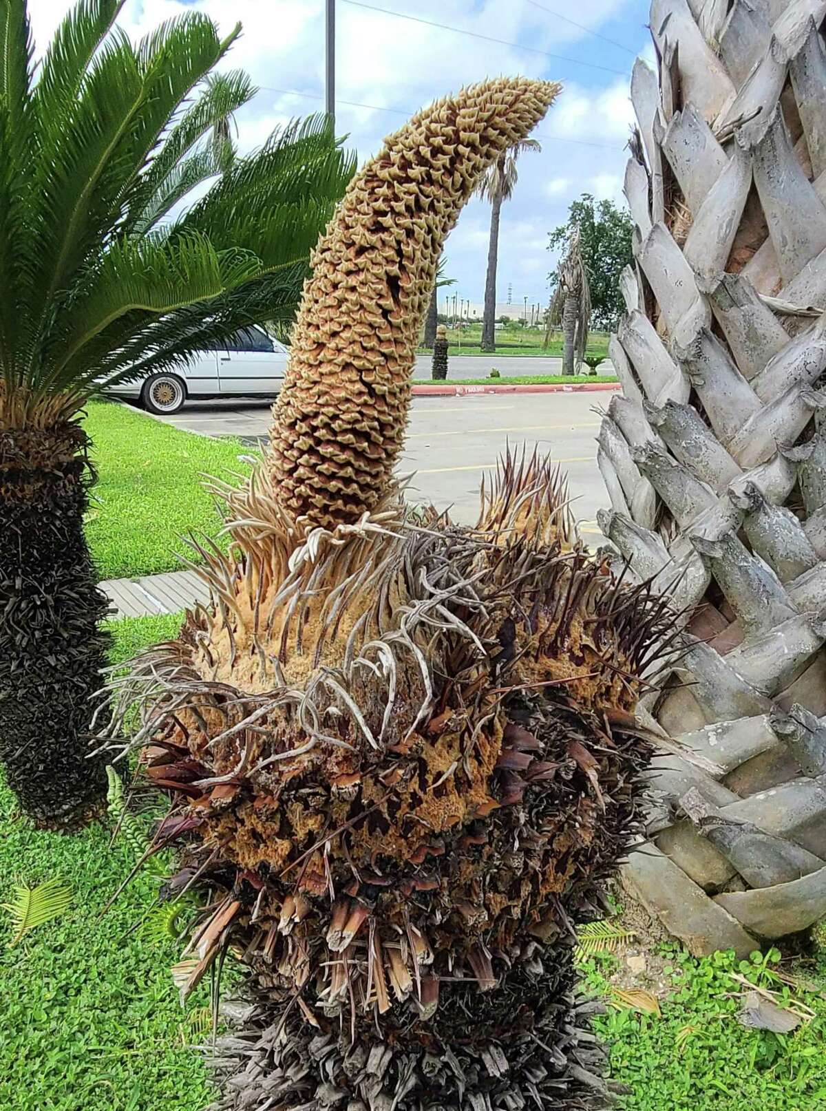 Male cones house the pollen needed for fertilization and last for up to two weeks.