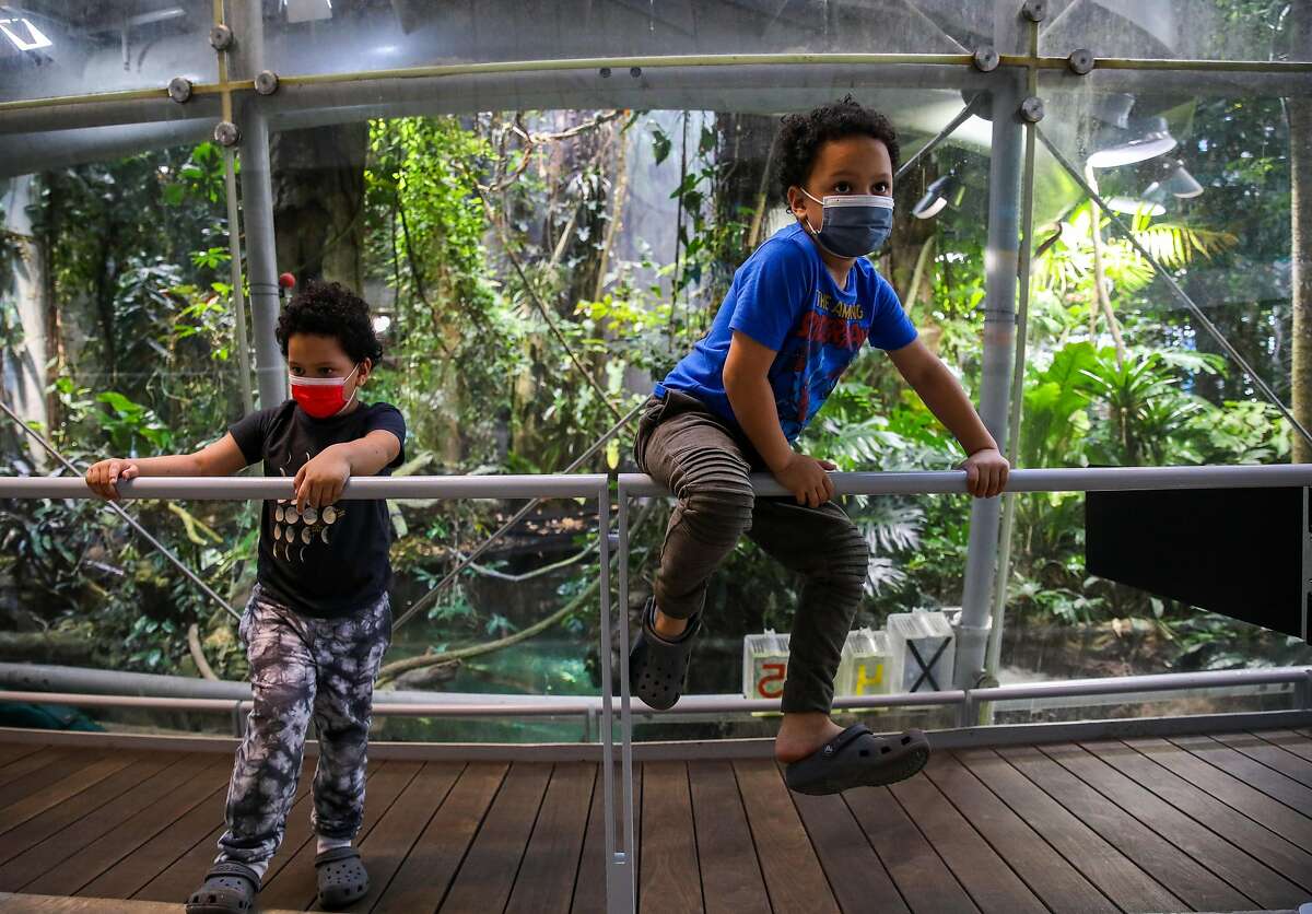 5-year-old twins Jaxon Mcneally, left, and Jonah Mcneally, of Daly City, hang out at the Rainforest exhibit as they visit the California Academy of Sciences with their parents and baby brother on Thursday, June10, 2021, in San Francisco, Calif. The California Academy of Sciences is planning to do a bit of a slower full reopening, potentially keeping mask requirements in place longer than the rest of the state for example, partly because so many of its visitors are little kids who can't be vaccinated.