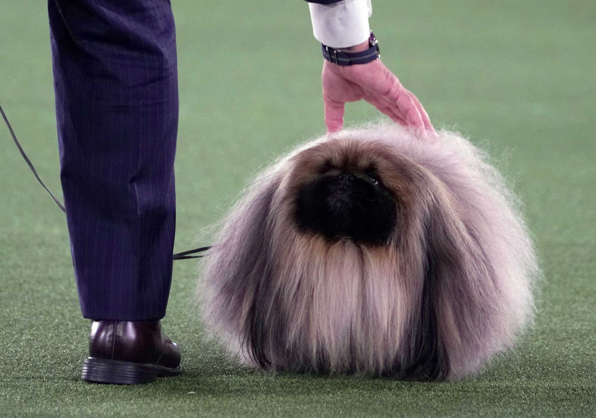 Top dog! Pekingese named Wasabi wins Westminster show