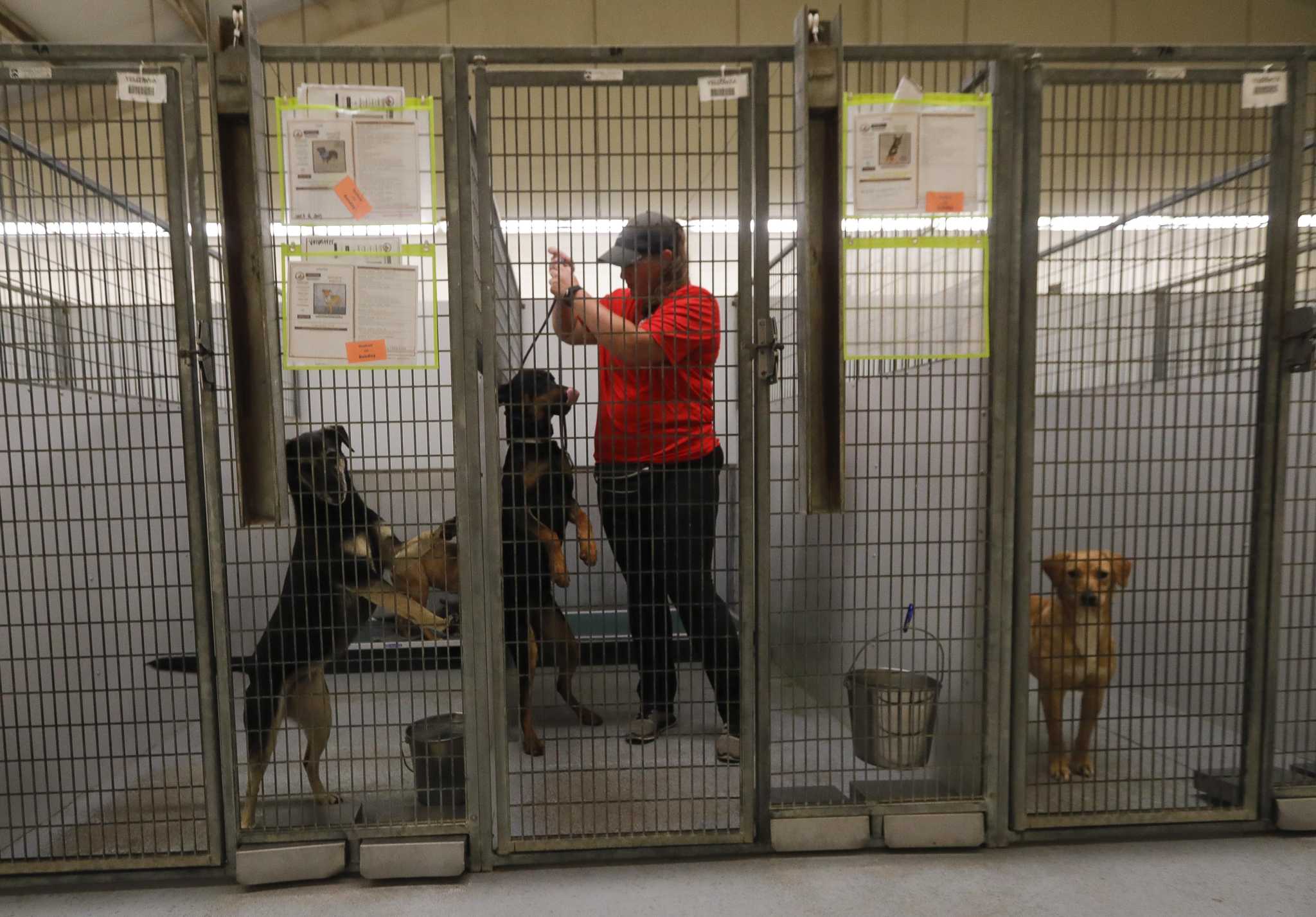 Montgomery County Animal Shelter reaches critical capacity point