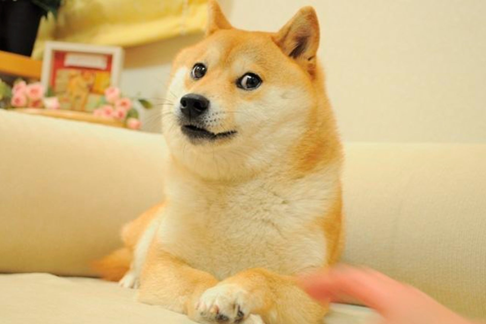 This is doge steam фото 66