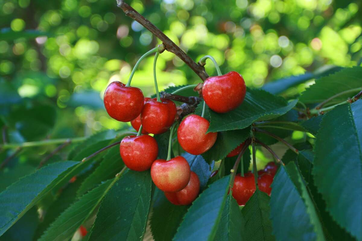 11 places to pick berries near Seattle this summer