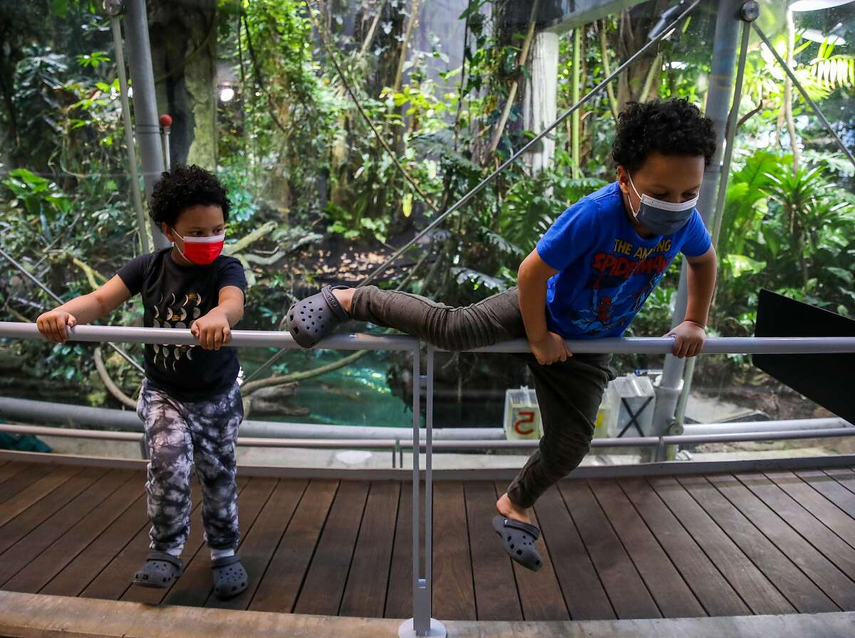 Five-year-old twins Jaxon Mcneally, left, and Jonah Mcneally, of Daly City, hang out at the Rainforest exhibit as they visit the California Academy of Sciences with their parents and baby brother on June 10, 2021, in San Francisco.