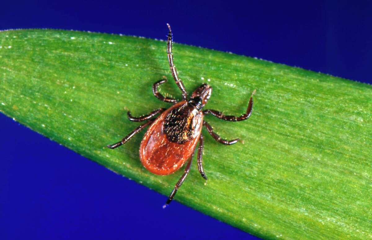 Blacklegged ticks are an emerging threat in Michigan, according to the Michigan Department of Health and Human Services. They can be found on low forest vegetation, often along human and animal trails. Lyme disease is the most common tick-borne disease in Michigan. (Photo by Smith Collection/Gado/Getty Images).