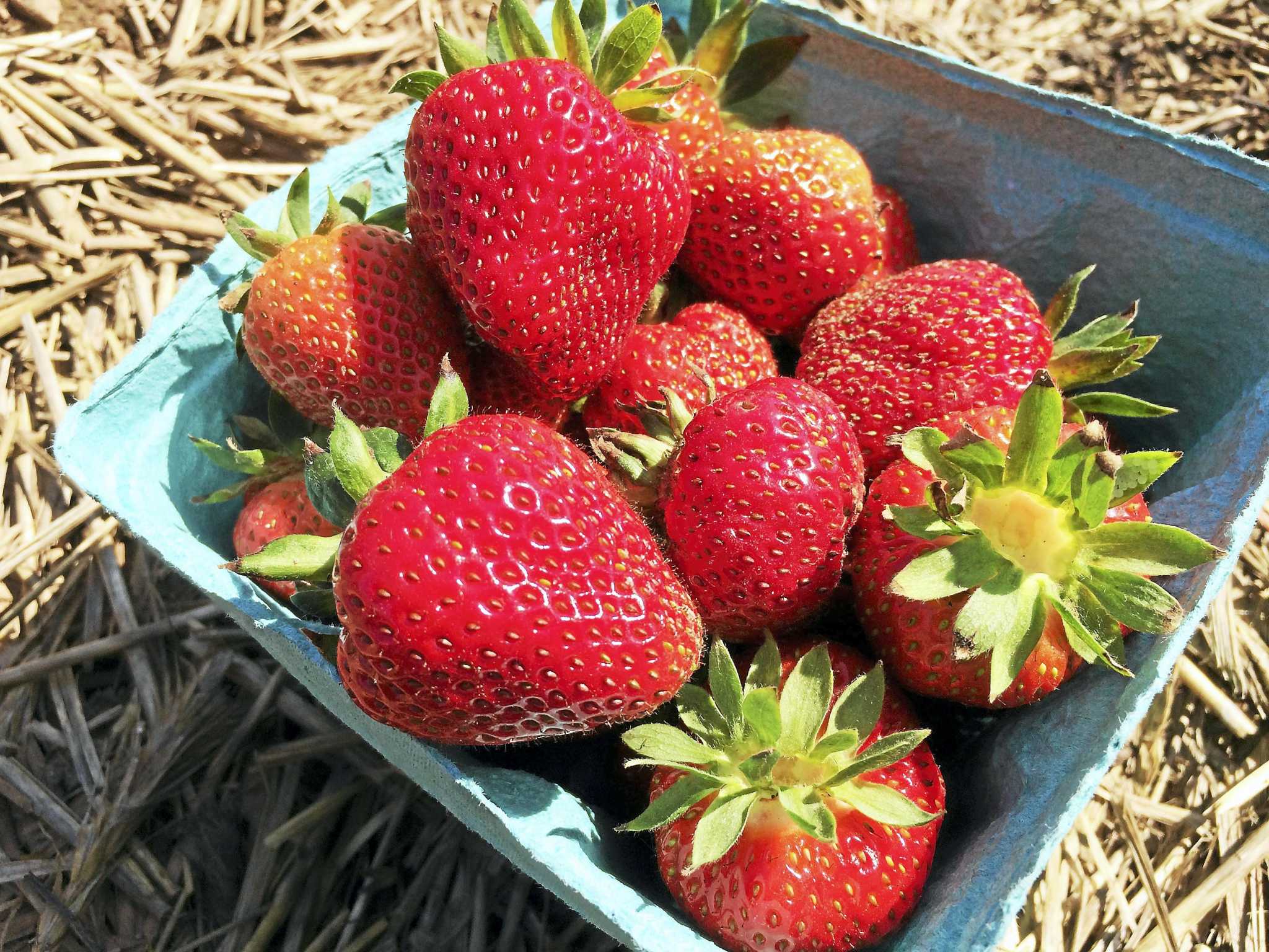 6 farms where you can go strawberry picking in Connecticut