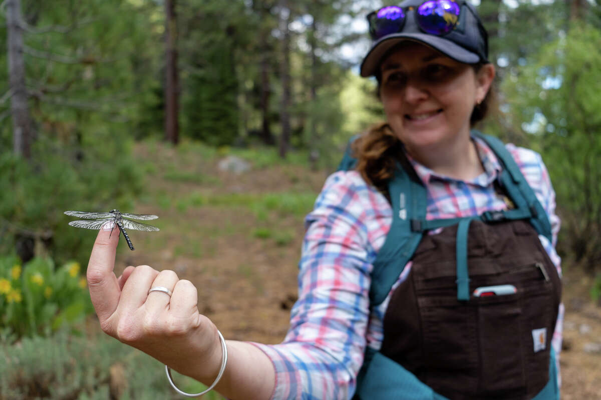 Heather Adams is a well-known gardener and wildflower guru in the Truckee-Tahoe region. Friends who know their wildflowers make great hiking partners.