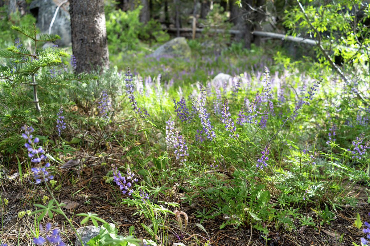 Lower Carpenter Valley is known for its wildflower bloom in the spring and summer.