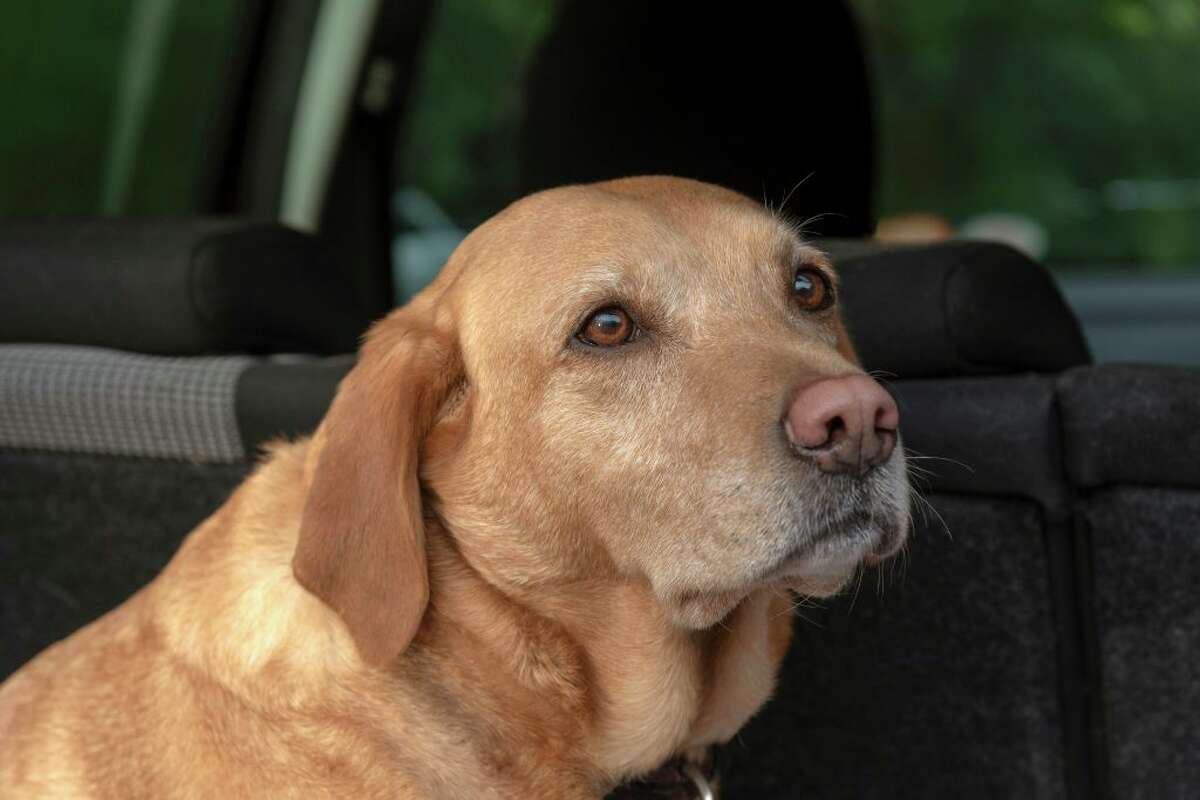Portrait of a red Labrador Retriever sitting in the back of a car. (Photo by: Education Images/Universal Images Group via Getty Images)