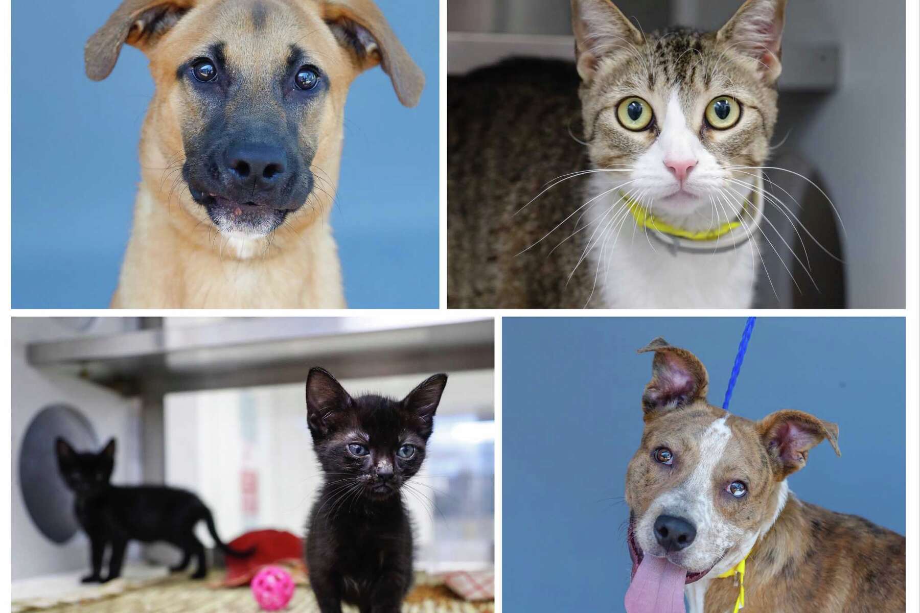 Do You Have To License Your Dog In Maricopa County